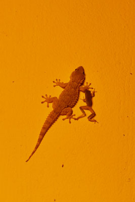 Tarente de Maurétanie et Rainette méridionale