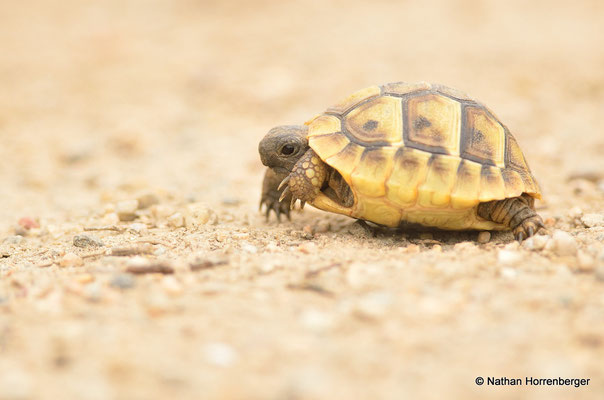 Tortue grecque