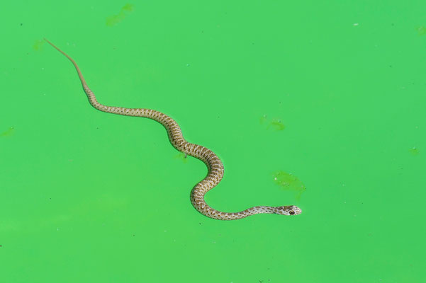 Couleuvre de Montpellier juvénile
