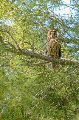 Hibou moyen-duc