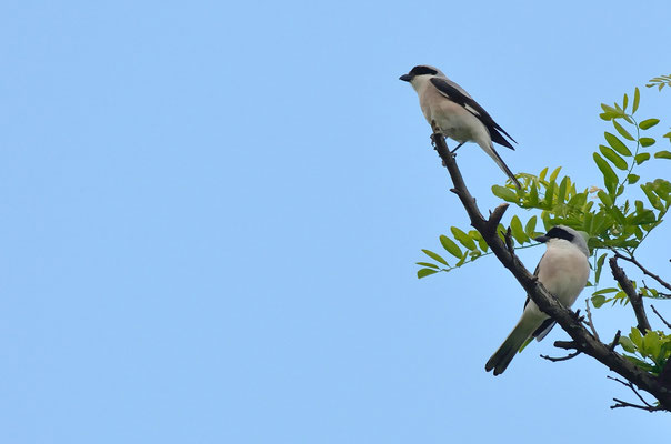 Couple de Pie-grièches à poitrine rose