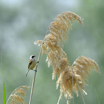 Rémiz penduline