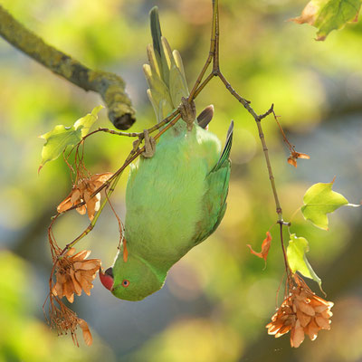 Perruche à collier