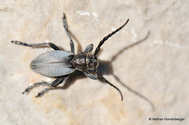 Dorcadion macedonicum