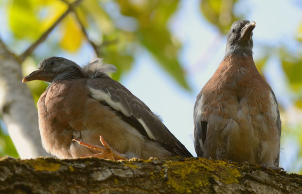 Pigeons ramiers juvéniles