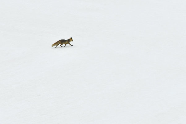 Renard roux dans la neige