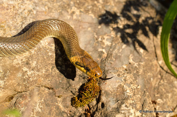Couleuvre d'Esculape