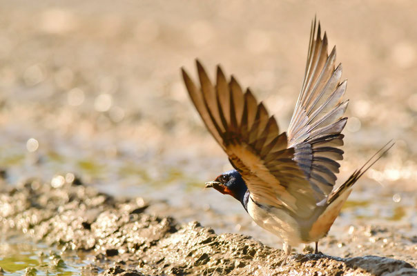Hirondelle rustique récoltant de la boue pour construire son nid