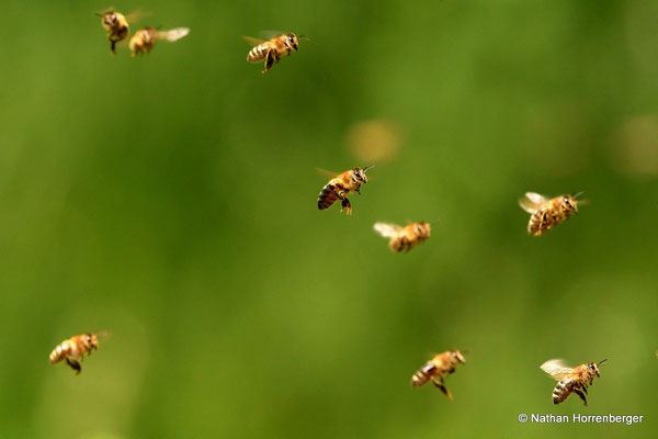 Abeilles à l'entrée d'une ruche