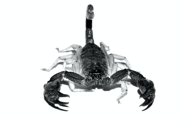 Scorpion noir à queue jaune