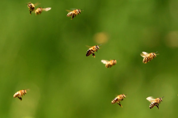 Abeilles domestiques