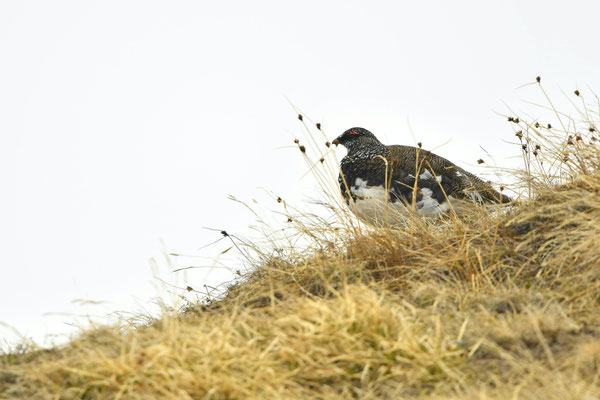 Lagopède alpin ♂