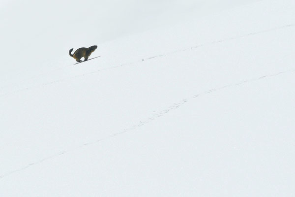 Marmotte des Alpes dans la neige