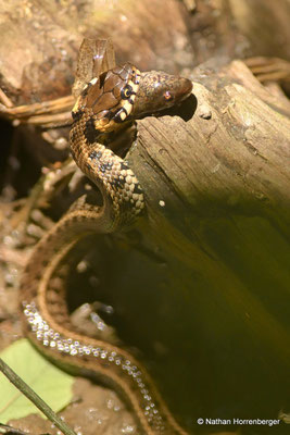 Couleuvre à collier avalant un têtard