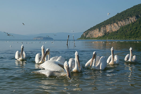 Pélicans frisés