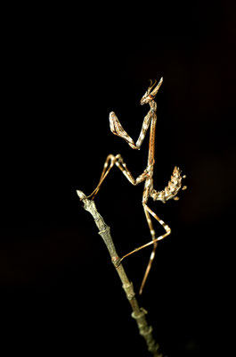 Larve d'Empuse