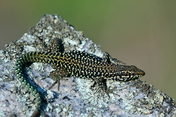 Lézard tyrrhénien, Corse