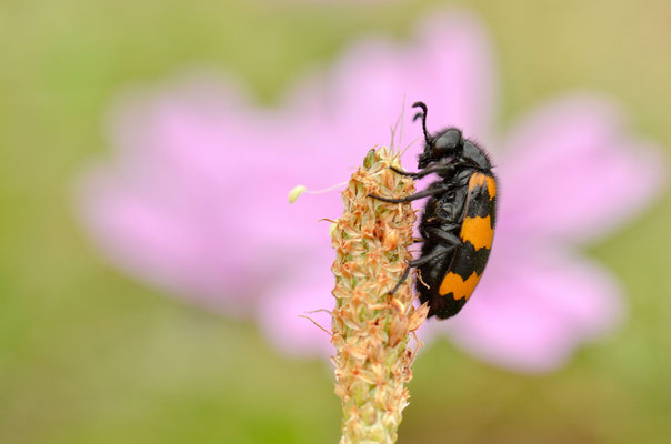 Mylabris polymorpha