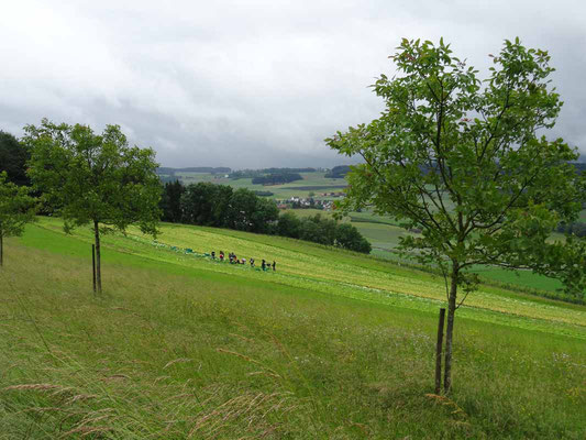 Der Salat muss geerntet werden