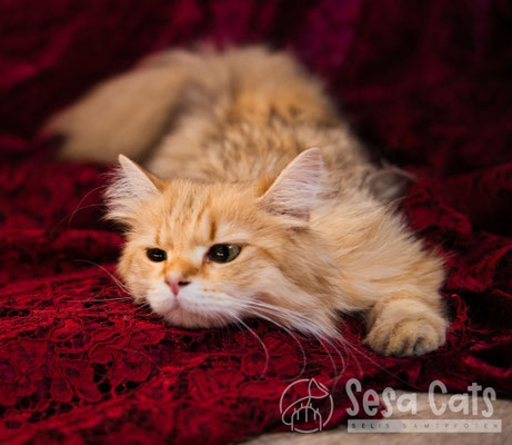 #chocolategolden #BLH #Britischlanghaar #highlander #katze #Katzenzucht #britischlonghair #cattery