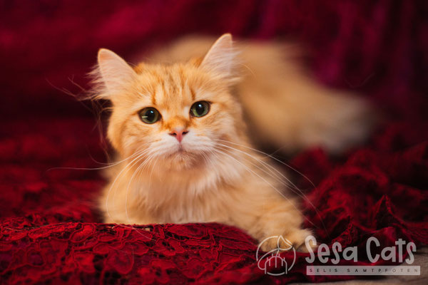 #chocolategolden #BLH #Britischlanghaar #highlander #katze #Katzenzucht #britischlonghair #cattery