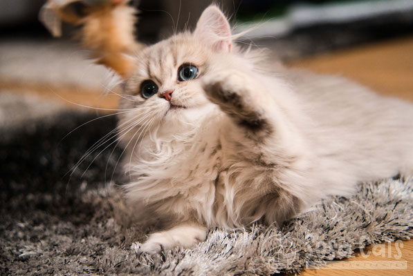 #Kitten #Britischlanghaar #highlander #blh #langhaarkatze #Katzenzucht #Katze #cattery #Katzenzüchter