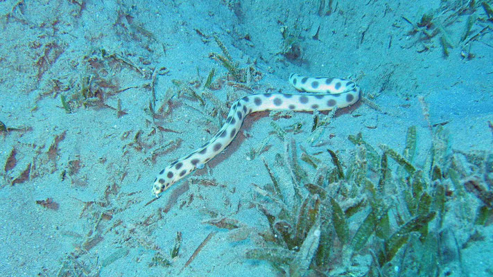 spotted snake-eel