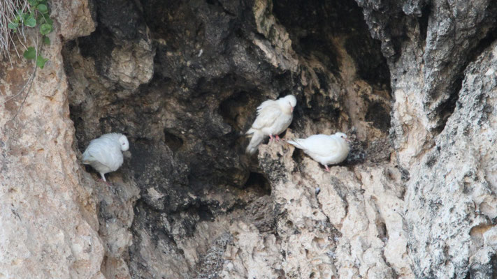 Doves in Xlendi Bay