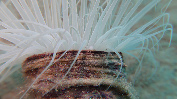 anemone close-up