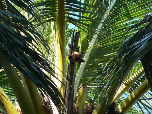 Flughund, flying fox
