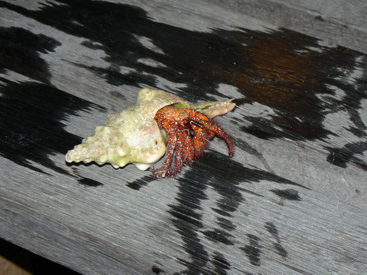 Einsiedlerkrebs, hermit crab