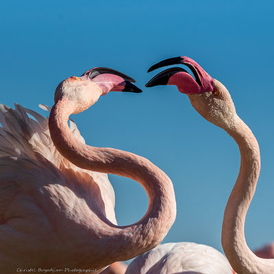 Flamant rose-oiseaux-photographie animalière 