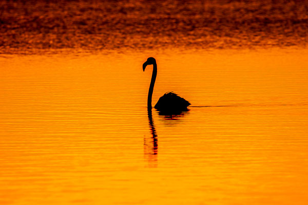 Flamant rose au coucher du soleil 