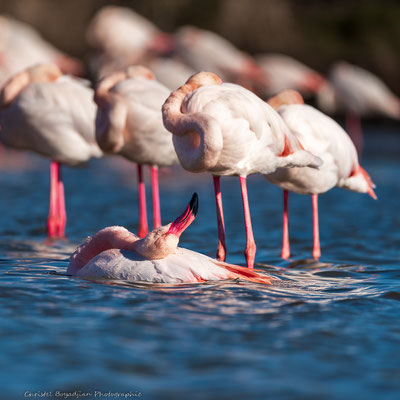 Flamant rose-oiseaux-photographie animalière 