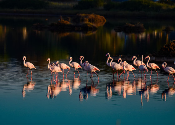 Flamant rose