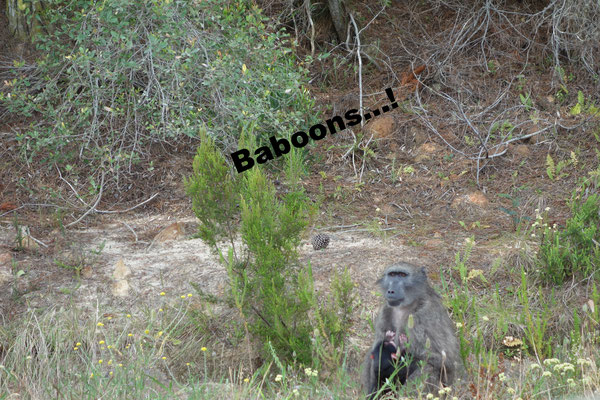Baboons Garden Route