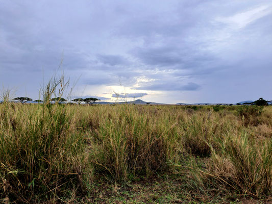 Serengeti Nationalpark