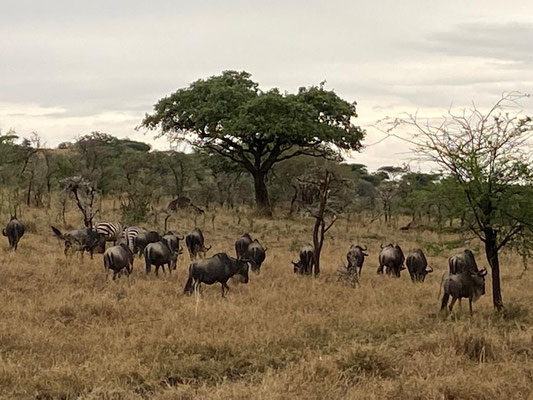 Tribes of Gnus and Zebras