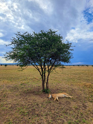 Lazy Lions