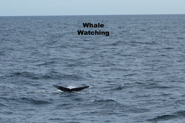 Whale Whatching Bar Harbor