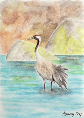 Grue cendrée (Commun crane / Trana) ~ Watercolor (aquarelle), A5