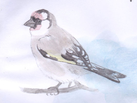 Chardonneret (European Goldfinch / Steglits) ~ Watercolor (aquarelle)