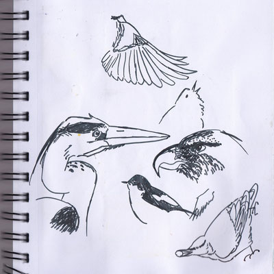 Several birds ~ Pencil