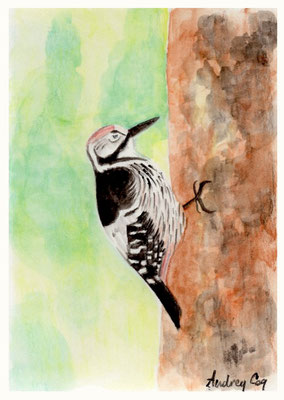 Pic à dos blanc (White-backed Woodpecker / Vitryggad hackspett) ~ Watercolor (aquarelle), A6 /SOLD/