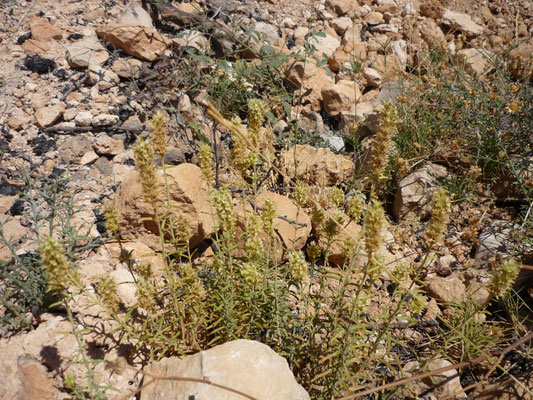 Sideritis angustifolia, Rabo de gato, Rabet de gat