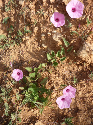 Convolvulus althaeoides, eibischblättrige Winde