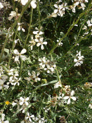 Eruca vesicaria, Senfrauke