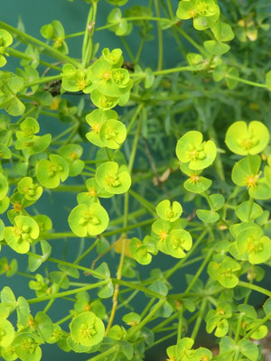 Euphorbia segetalis, Lechetrezna del campo, Lleterola de camp