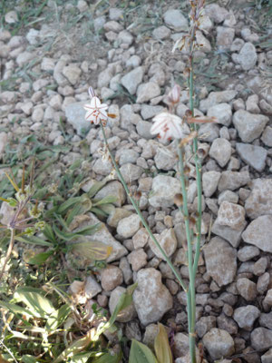 Asphodelus ayardii, Affodill