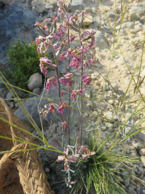 Matthiola fruticulosa, Ahelí del campo, Violeta triste